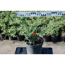 Кизильник горизонтальний | Cotoneaster horizontalis | Кизильник горизонтальный