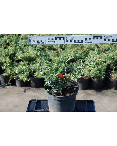 Кизильник горизонтальний | Cotoneaster horizontalis | Кизильник горизонтальный