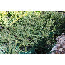 Кизильник горизонтальний | Cotoneaster horizontalis | Кизильник горизонтальный