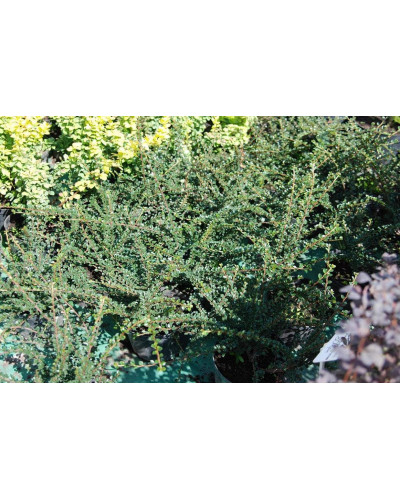Кизильник горизонтальний | Cotoneaster horizontalis | Кизильник горизонтальный