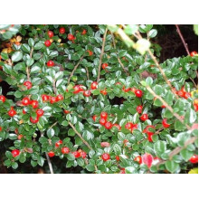 Кизильник горизонтальний | Cotoneaster horizontalis | Кизильник горизонтальный
