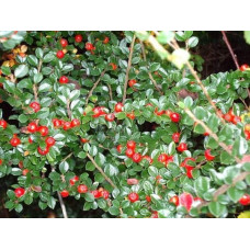 Кизильник горизонтальний | Cotoneaster horizontalis | Кизильник горизонтальный