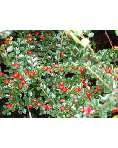 Кизильник горизонтальний | Cotoneaster horizontalis | Кизильник горизонтальный