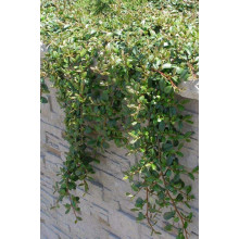 Кизильник гібридний / Даммера Урсинов | Cotoneaster suecicus / Dammeri Ursynow | Кизильник гибридный / Даммера Урсинов