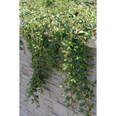 Кизильник гібридний / Даммера Урсинов | Cotoneaster suecicus / Dammeri Ursynow | Кизильник гибридный / Даммера Урсинов