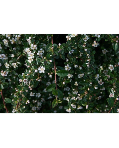 Кизильник гібридний / Даммера Урсинов | Cotoneaster suecicus / Dammeri Ursynow | Кизильник гибридный / Даммера Урсинов