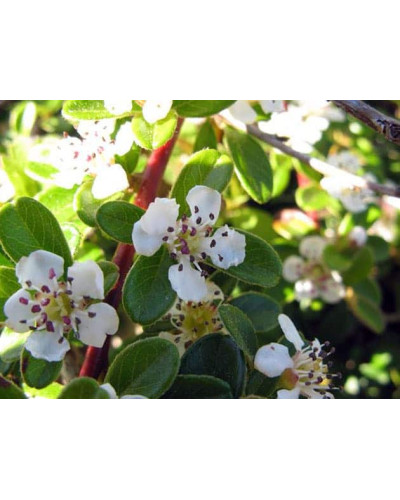 Кизильник гібридний / Даммера Урсинов | Cotoneaster suecicus / Dammeri Ursynow | Кизильник гибридный / Даммера Урсинов