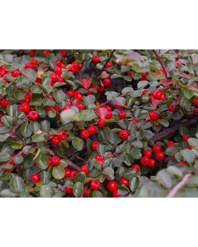 Кизильник гібридний / Даммера Урсинов | Cotoneaster suecicus / Dammeri Ursynow | Кизильник гибридный / Даммера Урсинов