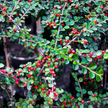 Кизильник гібридний / Даммера Урсинов | Cotoneaster suecicus / Dammeri Ursynow | Кизильник гибридный / Даммера Урсинов