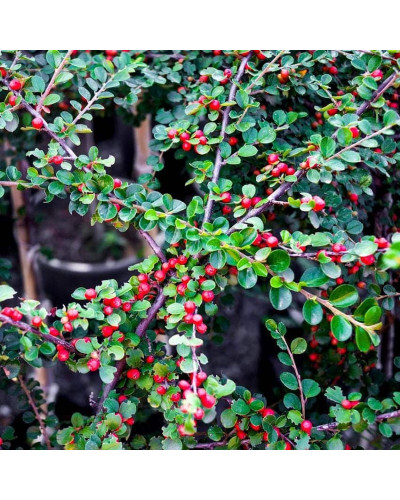 Кизильник гібридний / Даммера Урсинов | Cotoneaster suecicus / Dammeri Ursynow | Кизильник гибридный / Даммера Урсинов
