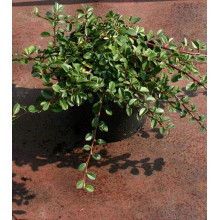 Кизильник гібридний / Даммера Урсинов | Cotoneaster suecicus / Dammeri Ursynow | Кизильник гибридный / Даммера Урсинов