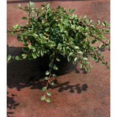 Кизильник гібридний / Даммера Урсинов | Cotoneaster suecicus / Dammeri Ursynow | Кизильник гибридный / Даммера Урсинов