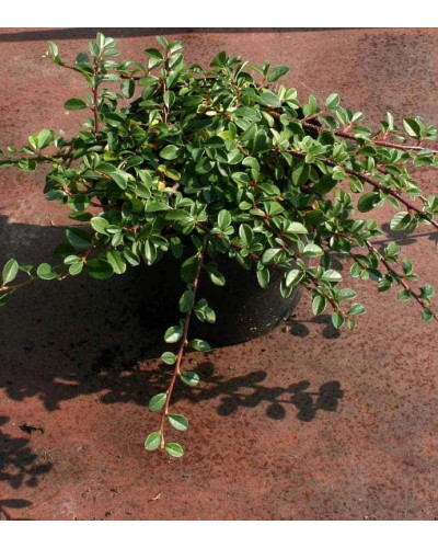 Кизильник гібридний / Даммера Урсинов | Cotoneaster suecicus / Dammeri Ursynow | Кизильник гибридный / Даммера Урсинов