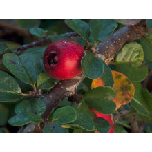 Кизильник гібридний / Даммера Урсинов | Cotoneaster suecicus / Dammeri Ursynow | Кизильник гибридный / Даммера Урсинов