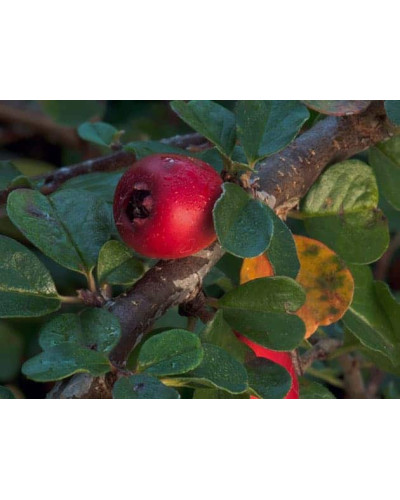 Кизильник гібридний / Даммера Урсинов | Cotoneaster suecicus / Dammeri Ursynow | Кизильник гибридный / Даммера Урсинов