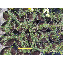 Кизильник гібридний / Даммера Урсинов | Cotoneaster suecicus / Dammeri Ursynow | Кизильник гибридный / Даммера Урсинов