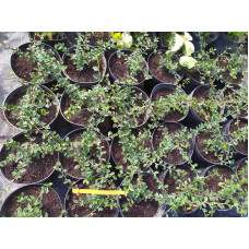 Кизильник гібридний / Даммера Урсинов | Cotoneaster suecicus / Dammeri Ursynow | Кизильник гибридный / Даммера Урсинов