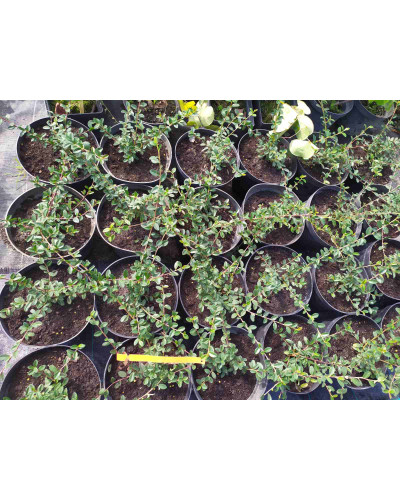 Кизильник гібридний / Даммера Урсинов | Cotoneaster suecicus / Dammeri Ursynow | Кизильник гибридный / Даммера Урсинов