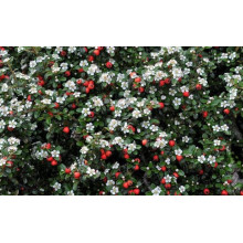 Кизильник гібридний / Даммера Урсинов | Cotoneaster suecicus / Dammeri Ursynow | Кизильник гибридный / Даммера Урсинов