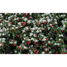 Кизильник гібридний / Даммера Урсинов | Cotoneaster suecicus / Dammeri Ursynow | Кизильник гибридный / Даммера Урсинов