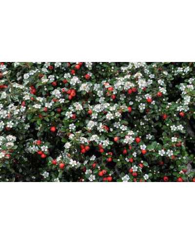Кизильник гібридний / Даммера Урсинов | Cotoneaster suecicus / Dammeri Ursynow | Кизильник гибридный / Даммера Урсинов