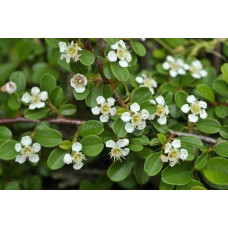 Кизильник гібридний / Даммера Урсинов | Cotoneaster suecicus / Dammeri Ursynow | Кизильник гибридный / Даммера Урсинов