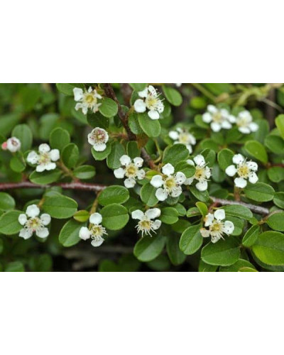 Кизильник гібридний / Даммера Урсинов | Cotoneaster suecicus / Dammeri Ursynow | Кизильник гибридный / Даммера Урсинов