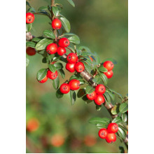 Кизильник гібридний / Даммера Корал Б`юті | Cotoneaster x suecicus / dammeri Coral Beauty | Кизильник гибридный / Даммера Корал Бьюти