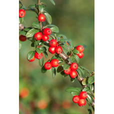 Кизильник гібридний / Даммера Корал Б`юті | Cotoneaster x suecicus / dammeri Coral Beauty | Кизильник гибридный / Даммера Корал Бьюти