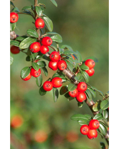 Кизильник гібридний / Даммера Корал Б`юті | Cotoneaster x suecicus / dammeri Coral Beauty | Кизильник гибридный / Даммера Корал Бьюти