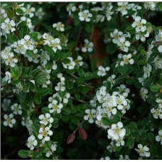 Кизильник гібридний / Даммера Корал Б`юті | Cotoneaster x suecicus / dammeri Coral Beauty | Кизильник гибридный / Даммера Корал Бьюти