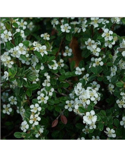 Кизильник гібридний / Даммера Корал Б`юті | Cotoneaster x suecicus / dammeri Coral Beauty | Кизильник гибридный / Даммера Корал Бьюти