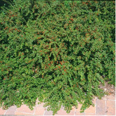 Кизильник гібридний / Даммера Корал Б`юті | Cotoneaster x suecicus / dammeri Coral Beauty | Кизильник гибридный / Даммера Корал Бьюти