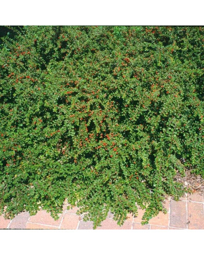 Кизильник гібридний / Даммера Корал Б`юті | Cotoneaster x suecicus / dammeri Coral Beauty | Кизильник гибридный / Даммера Корал Бьюти