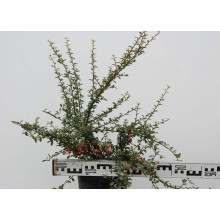 Кизильник гібридний / Даммера Корал Б`юті | Cotoneaster x suecicus / dammeri Coral Beauty | Кизильник гибридный / Даммера Корал Бьюти