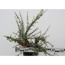 Кизильник гібридний / Даммера Корал Б`юті | Cotoneaster x suecicus / dammeri Coral Beauty | Кизильник гибридный / Даммера Корал Бьюти