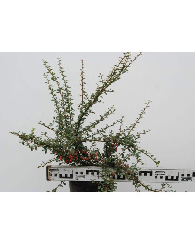 Кизильник гібридний / Даммера Корал Б`юті | Cotoneaster x suecicus / dammeri Coral Beauty | Кизильник гибридный / Даммера Корал Бьюти