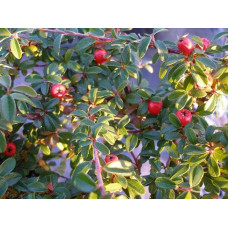 Кизильник гібридний / Даммера Корал Б`юті | Cotoneaster x suecicus / dammeri Coral Beauty | Кизильник гибридный / Даммера Корал Бьюти