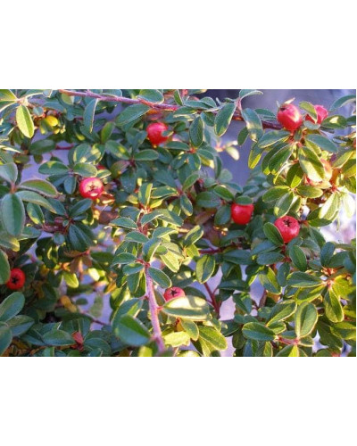 Кизильник гібридний / Даммера Корал Б`юті | Cotoneaster x suecicus / dammeri Coral Beauty | Кизильник гибридный / Даммера Корал Бьюти