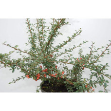 Кизильник гібридний / Даммера Корал Б`юті | Cotoneaster x suecicus / dammeri Coral Beauty | Кизильник гибридный / Даммера Корал Бьюти