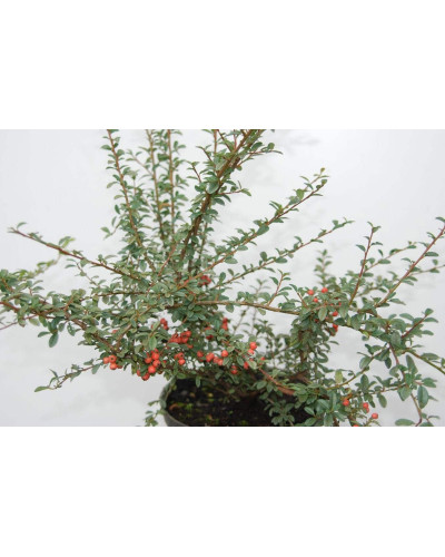 Кизильник гібридний / Даммера Корал Б`юті | Cotoneaster x suecicus / dammeri Coral Beauty | Кизильник гибридный / Даммера Корал Бьюти