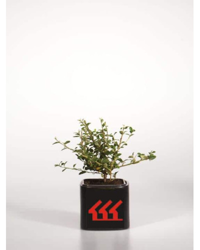 Кизильник гібридний / Даммера Корал Б`юті | Cotoneaster x suecicus / dammeri Coral Beauty | Кизильник гибридный / Даммера Корал Бьюти