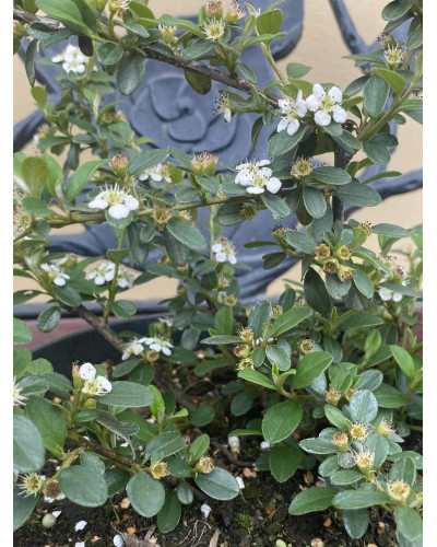 Кизильник гібридний / Даммера Корал Б`юті | Cotoneaster x suecicus / dammeri Coral Beauty | Кизильник гибридный / Даммера Корал Бьюти