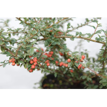 Кизильник гібридний / Даммера Корал Б`юті | Cotoneaster x suecicus / dammeri Coral Beauty | Кизильник гибридный / Даммера Корал Бьюти