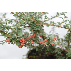 Кизильник гібридний / Даммера Корал Б`юті | Cotoneaster x suecicus / dammeri Coral Beauty | Кизильник гибридный / Даммера Корал Бьюти