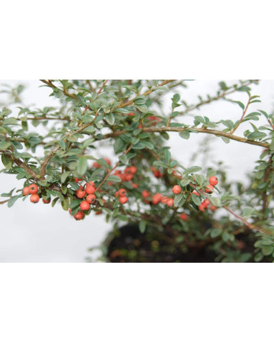 Кизильник гібридний / Даммера Корал Б`юті | Cotoneaster x suecicus / dammeri Coral Beauty | Кизильник гибридный / Даммера Корал Бьюти