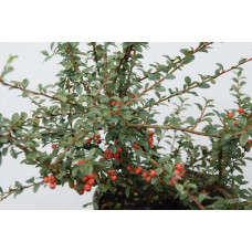 Кизильник гібридний / Даммера Корал Б`юті | Cotoneaster x suecicus / dammeri Coral Beauty | Кизильник гибридный / Даммера Корал Бьюти
