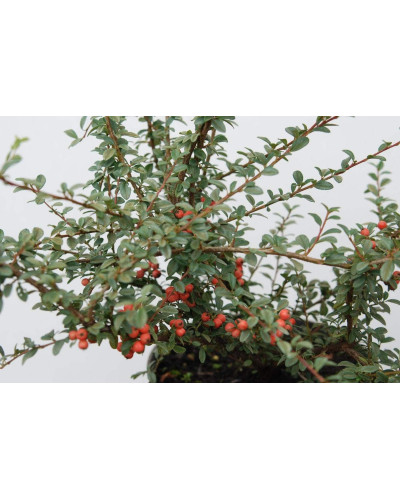 Кизильник гібридний / Даммера Корал Б`юті | Cotoneaster x suecicus / dammeri Coral Beauty | Кизильник гибридный / Даммера Корал Бьюти