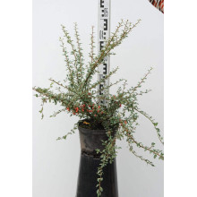 Кизильник гібридний / Даммера Корал Б`юті | Cotoneaster x suecicus / dammeri Coral Beauty | Кизильник гибридный / Даммера Корал Бьюти