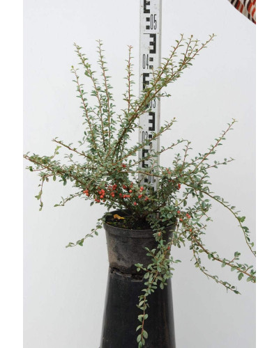 Кизильник гібридний / Даммера Корал Б`юті | Cotoneaster x suecicus / dammeri Coral Beauty | Кизильник гибридный / Даммера Корал Бьюти